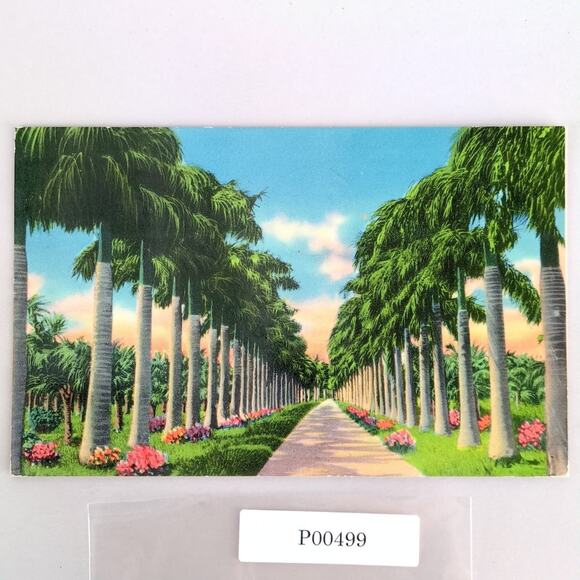 Avenue of Royal Palms Miami Florida Coconut Grove Suburb 1950s Postcard 1952 FL - Picture 1 of 2